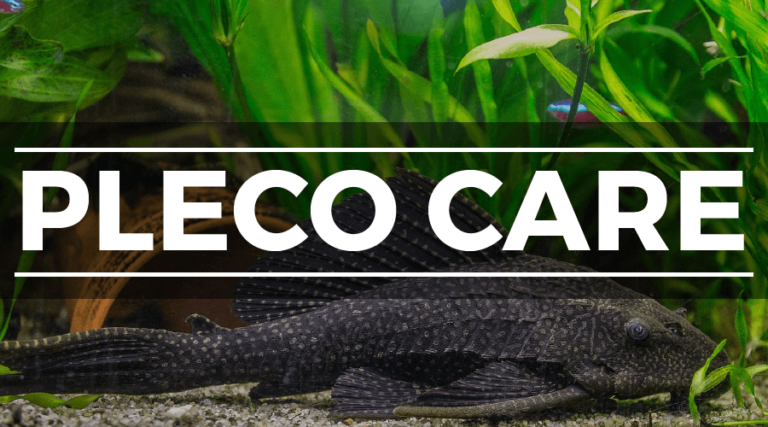 10 Common Species of Plecostomus: Pleco Types & Care Guide