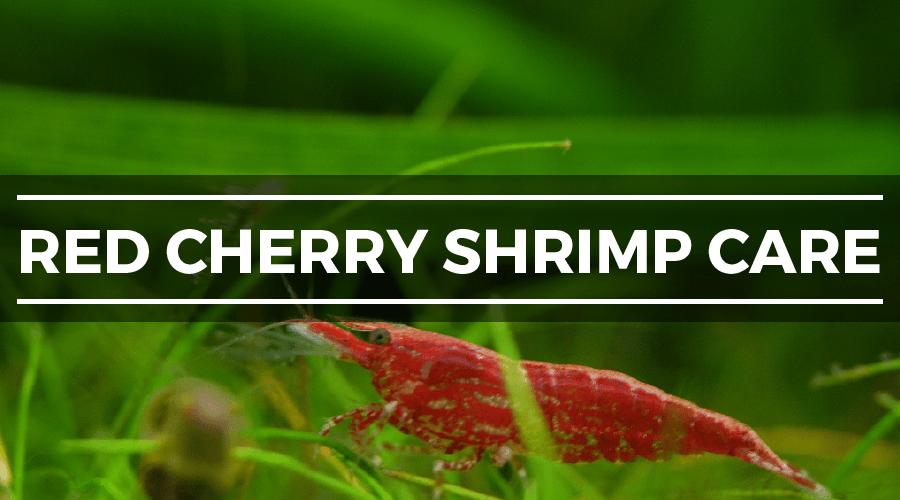 red cherry shrimp care