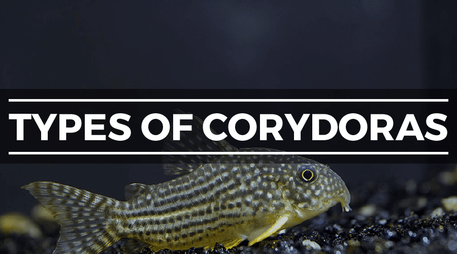 cory catfish types