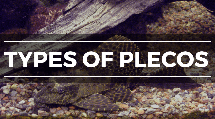 TYPES OF PLECOS