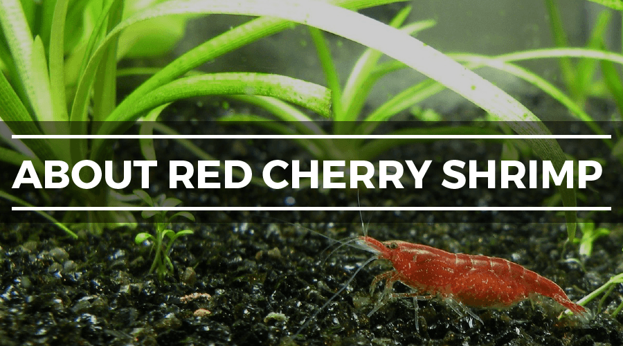 about red cherry shrimp