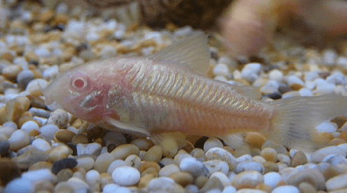 albino cory