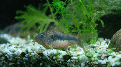 bronze cory