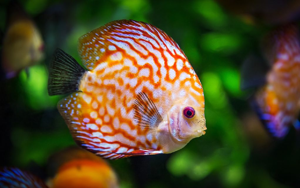 colourful tropical fish