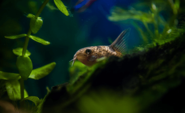 Cory Catfish (Corydoras): The Complete Care, Breeding, & Info Guide