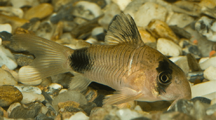 panda cory