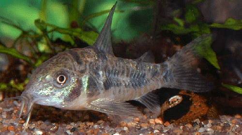 peppered cory