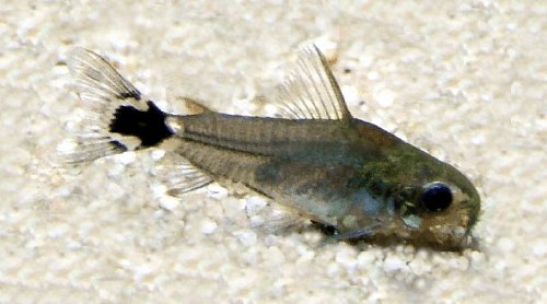 pygmy cory