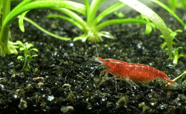 Red Cherry Shrimp: The Ultimate Care, Setup, & Breeding Guide