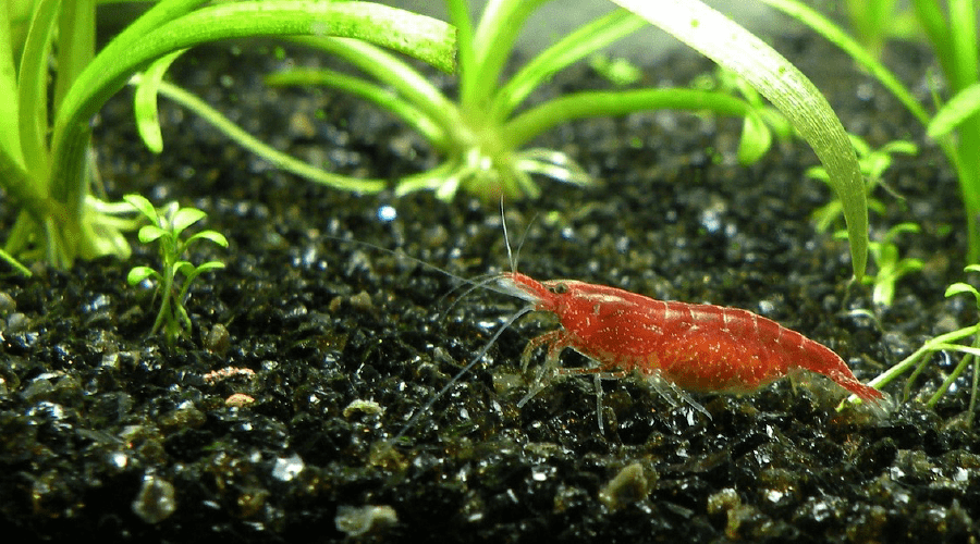 aquarium cherry shrimp