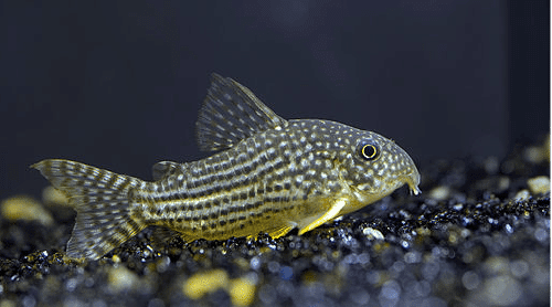 sterbai cory