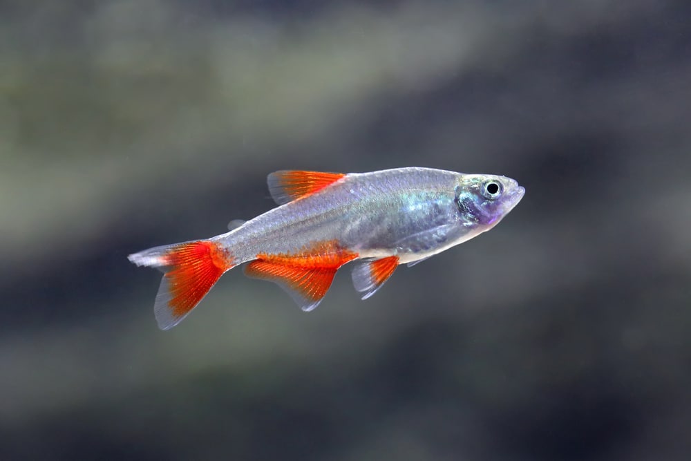 Aphyocharax anisitsi bloodfin tetra