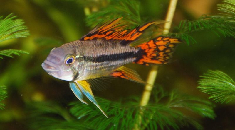 Apistogramma cacatuoides