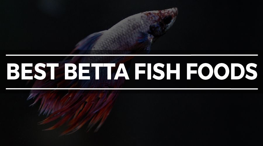 best food for betta fish