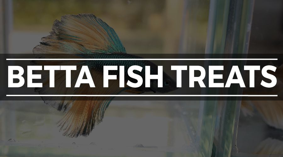 Best Betta Fish Food How to Feed Your Betta the Perfect Diet (GUIDE)