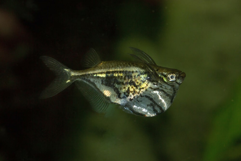 Marbled hatchetfish (Carnegiella strigata)