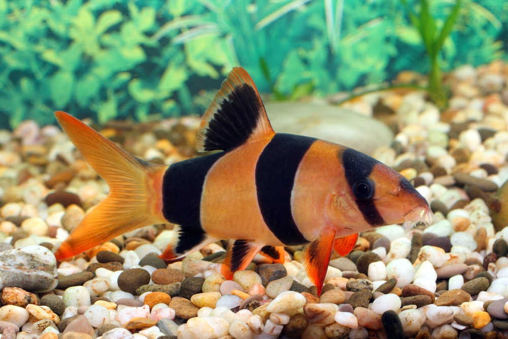 Chromobotia macracanthus - clown loach