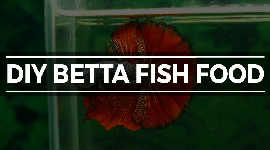 Best Betta Fish Food How to Feed Your Betta the Perfect Diet (GUIDE)