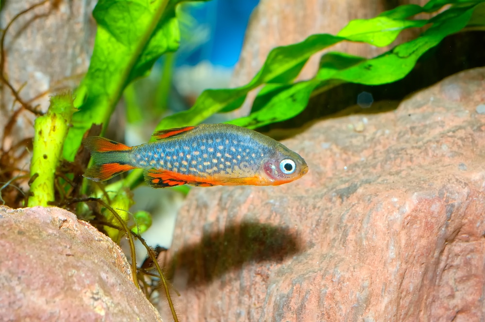 Danio margaritatus - Himmlischer Perlen-Danio