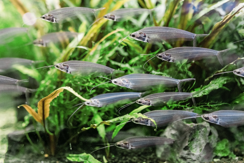 glass catfish - Kryptopterus vitreolus