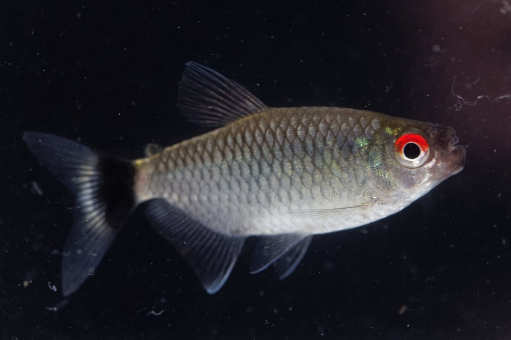 Redeye tetra (Moenkhausia sanctaefilomenae)