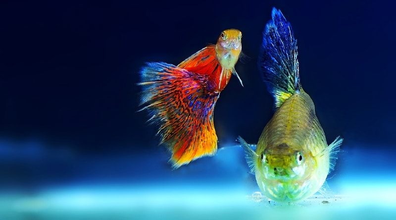 fancy guppies