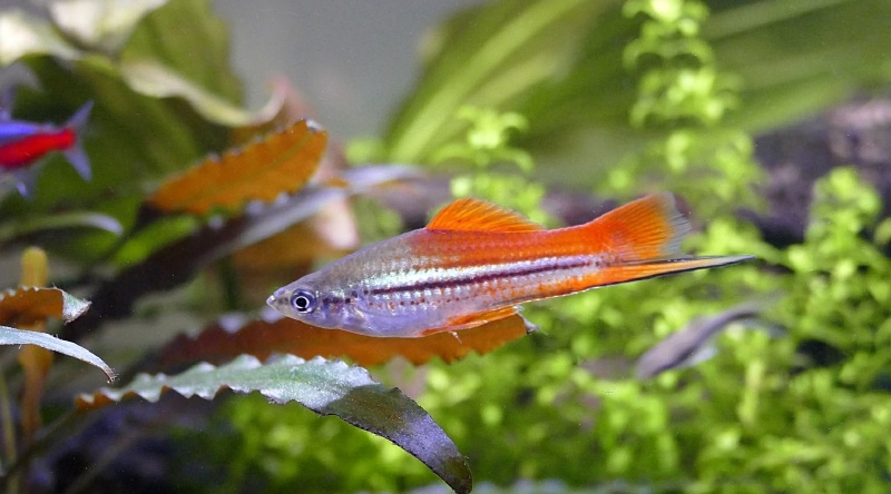 swordtail