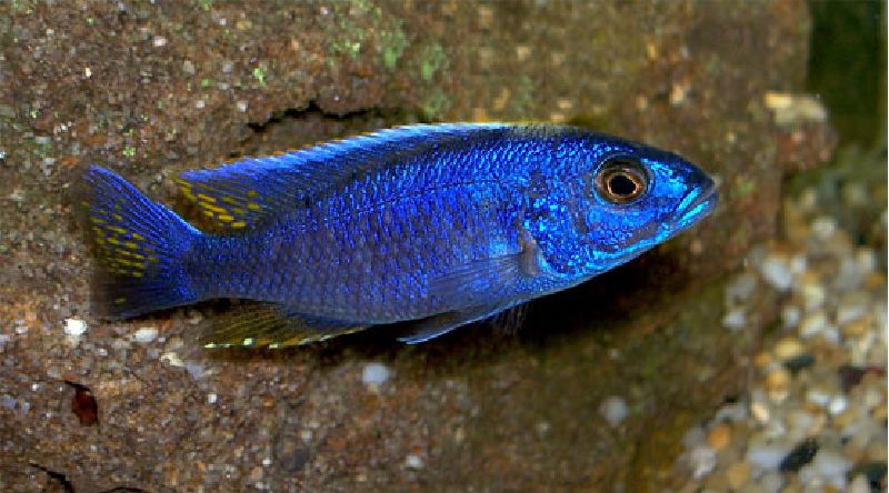 Sciaenochromis fryeri