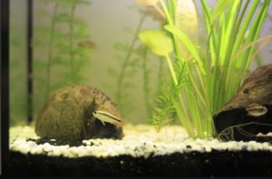 10 Small Freshwater Fish for Nano Aquariums (The Ultimate Guide)