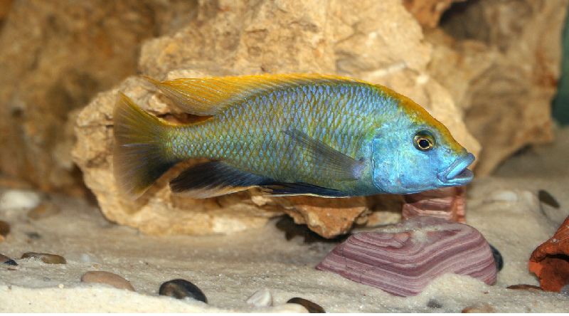 Venustus cichlid