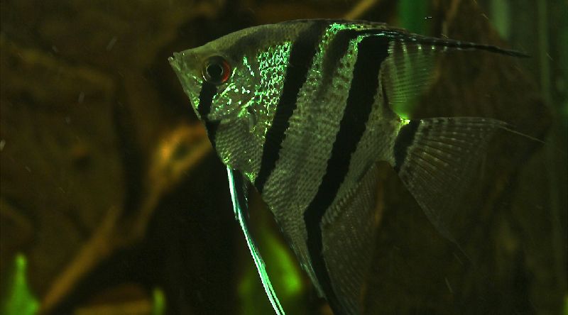 angelfish