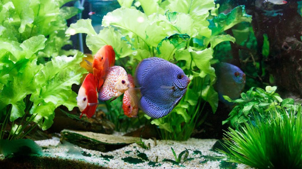 aquarium