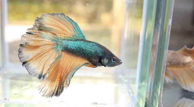 small freshwater fish small freshwater fish
