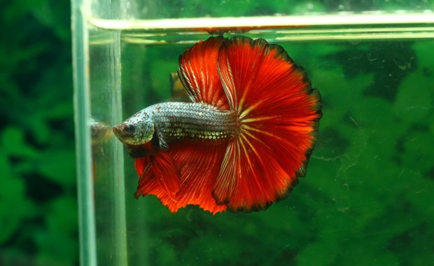 Best Betta Fish Food: How to Feed Your Betta the Perfect Diet (GUIDE)