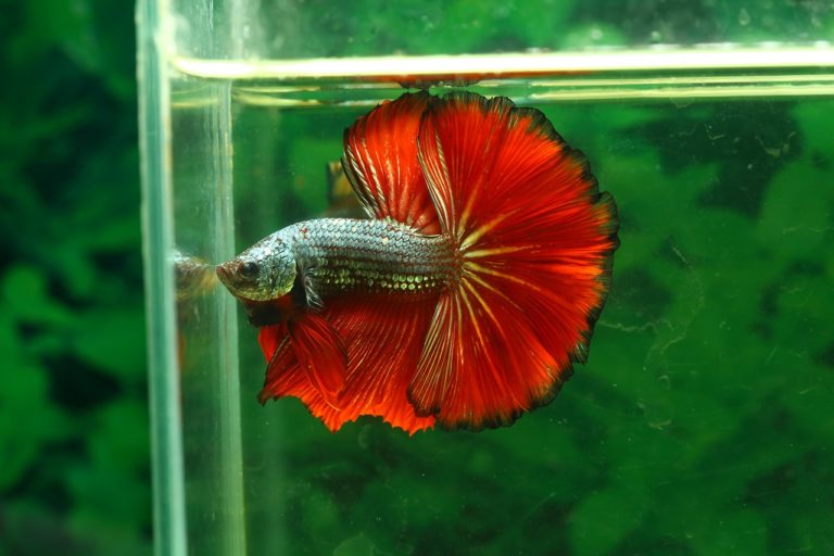 Best Betta Fish Food How to Feed Your Betta the Perfect Diet (GUIDE)