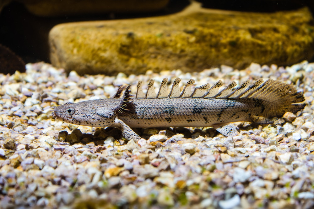 bichir fish in aquarium