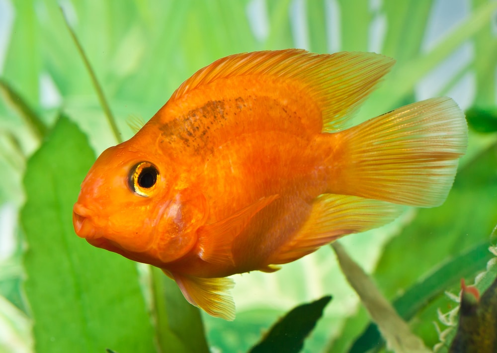 blood parrot cichlid