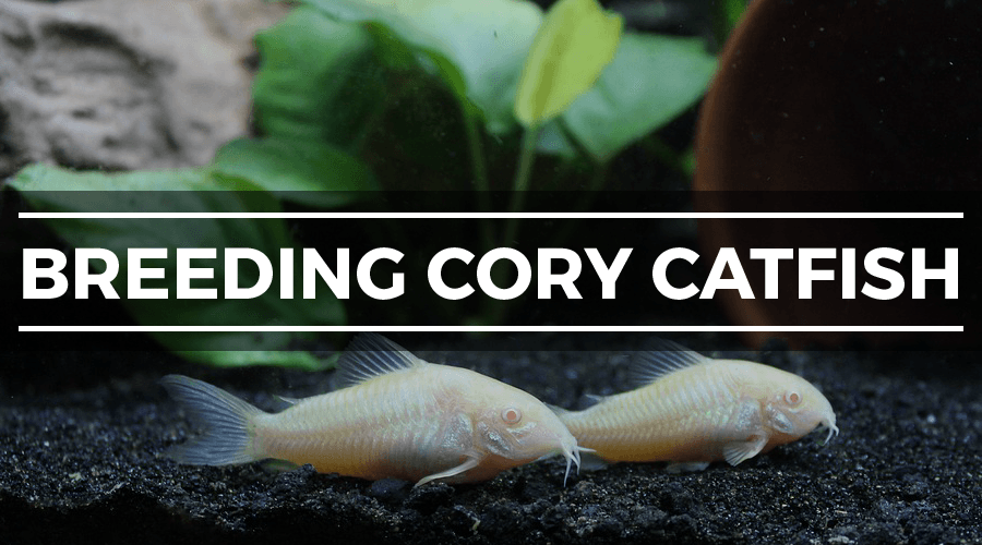 cory catfish breeding