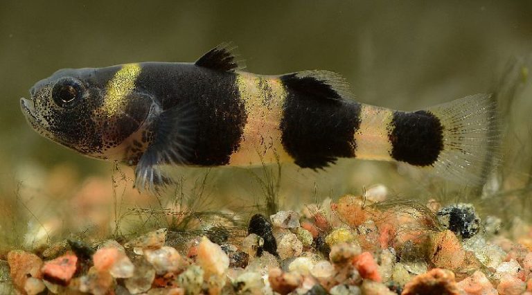 15 Small Freshwater Fish for Nano Aquariums (The Ultimate Guide)