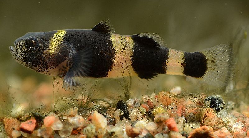 bumblebee goby