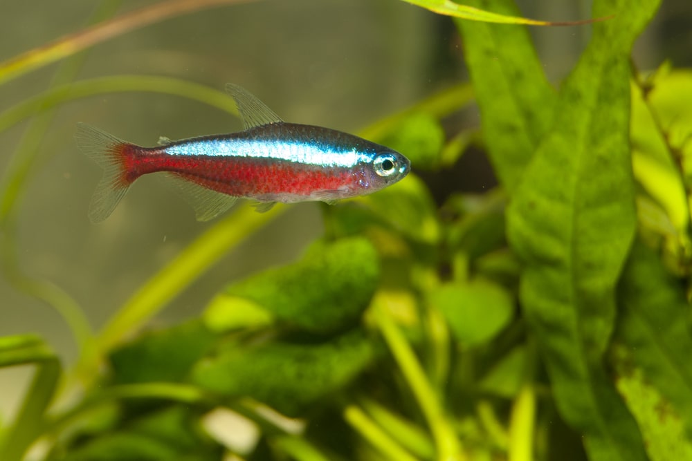 cardinal tetra