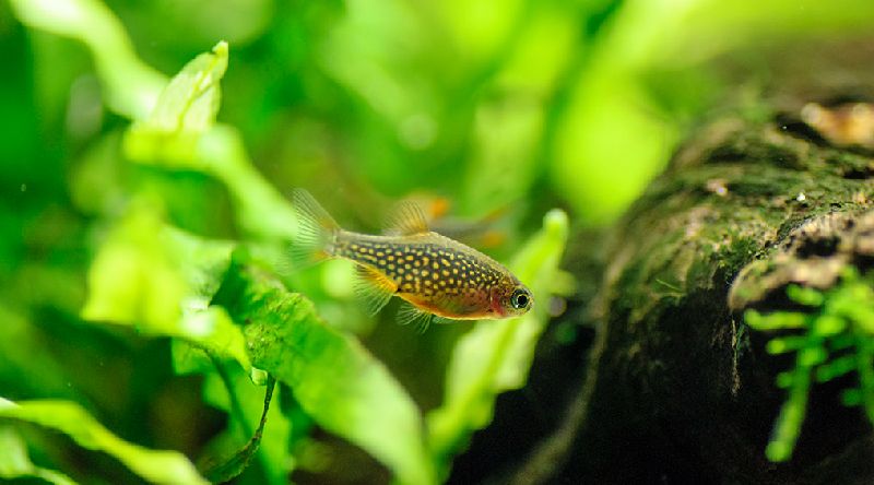 small freshwater aquarium fish