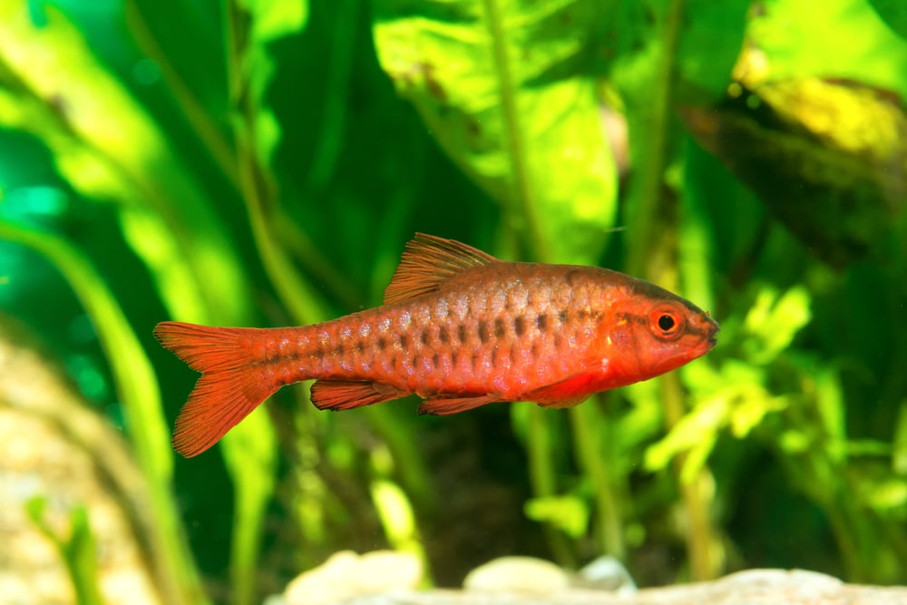 The Complete Guide to Cherry Barbs: Tank Mates, Breeding, and More