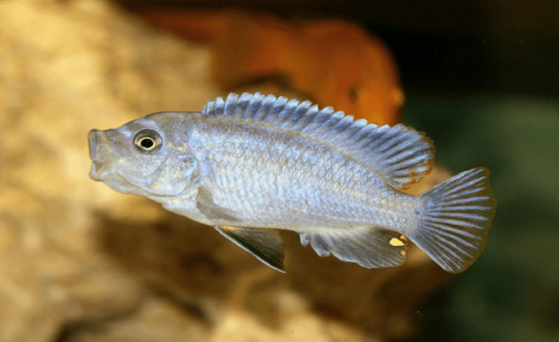 15 Awesome Types of Cichlids for Your Tank (Cichlid Species Guide)