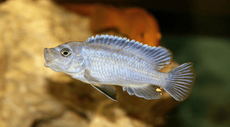 rare south american cichlids