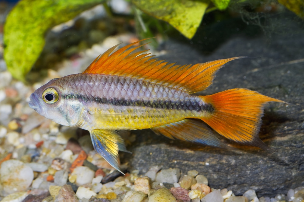 cockatoo cichlid