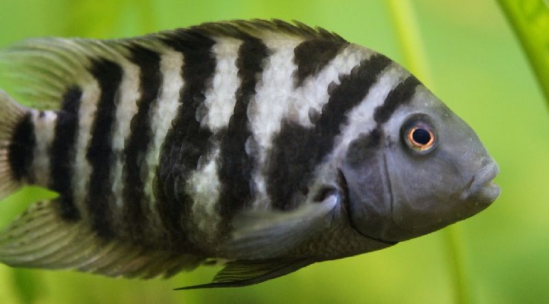 convict cichlid