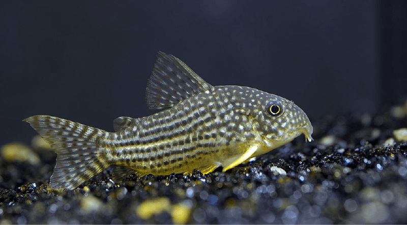 white freshwater aquarium fish