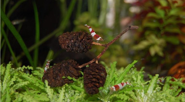 15 Small Freshwater Fish for Nano Aquariums (The Ultimate Guide)