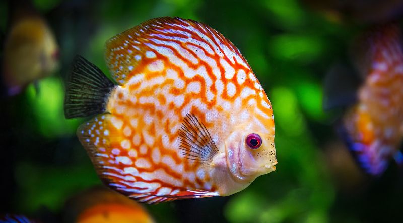 beautiful cichlid fish